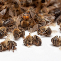 سم پاشی درختان اصفهان  ؛ باعث مرگ زنبورهای عسل می شود