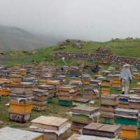شناسایی و تعیین جذابیت گیاهان مورداستفاده زنبورعسل در اکوسیستم‌‌های کوهستانی کوهرنگ بختیاری