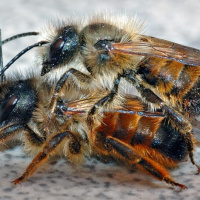 عوامل مؤثر بر توانایی تولید مثل زنبورهای نر: یافته های فعلی و خط مشی‌های بیشتر