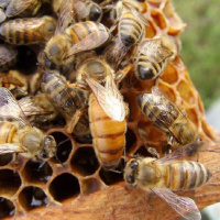 بررسی تولید لاین در اصلاح نژاد زنبور عسل(قسمت اول)