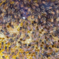 مدیریت تهدیدات زیستی و حفظ ذخایر ژنتیکی زنبور عسل ایرانی Apis mellifera meda
