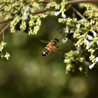 اهمیت اقتصادی گرده افشانی زنبور عسل و راهکارهای حفظ صنعت زنبورداری