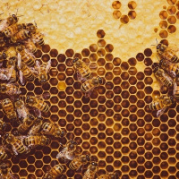 دستگاه تلقیح مصنوعی ملکه زنبور عسل با قابلیت کنترل باروری و تولید عسل با کیفیت در ایران ساخته شد
