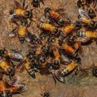 بررسی تأثیر عصاره الکلی آویشن روی انگل نوزما در زنبورعسل