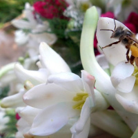 زنبورها و چالش آن‌ها با بیماری‌ها