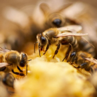 تغذیه تکمیلی در زنبور عسل(Apis mellifera)