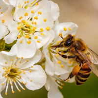 سیستم ایمنی زنبور عسل (Apis mellifera)