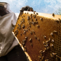 بررسی مشکلات صنعت زنبورداری در جلسه مشورتی «عسلنا» با مسئولین سازمان دامپزشکی کشور