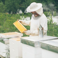 طراحی و ساخت دستگاه توأم جمع آوری گرده گل ، بره موم و زهر زنبور عسل