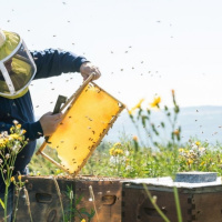 کاهش تلفات در صنعت زنبورداری ؛ با توزیع 1000 تن شکر بین زنبورداران لرستان
