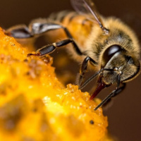 کاربرد فرآورده های زنبور عسل در پزشکی