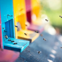 برچسب زدن و ردیابی مسیر حرکت ؛ تکنیک جدید دانشمندان برای نجات زنبورهای عسل