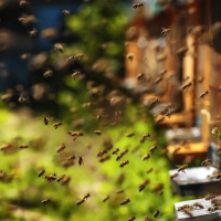 ملکه زنبور عسل با تولید رایحه خوش خبررسانی می کند