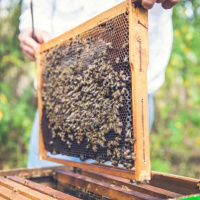 سوء تغذیه ؛ عاملی که موجب مرگ زنبورهای عسل می شود