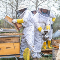 امضا و حمایت 5 هزار زنبوردار پای کارزار اعتراض/ نگاه ملی جایگزین تمرکز بر یک شهرستان شود
