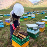 پیشنهاده سازنده فعالان زنبورداران نجف‌آباد برای معافیت مالیاتی زنبورداری