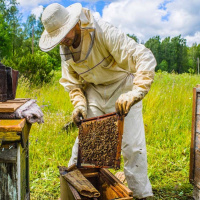 ایران در سال 2022 رتبه سوم تولید عسل در جهان را دارد