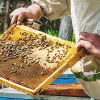 همدلی و هم‌صدایی بخش‌ها با مطالبه‌گری قانونی چاره مشکلات زنبورداران است