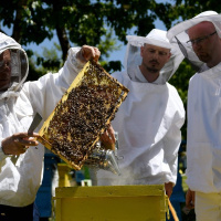 زنبورداری شغلی مقدس و زنبورداران پاسداران راستین طبیعت هستند