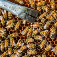 ساخت دستگاهی که زهر زنبور عسل را استخراج می کند