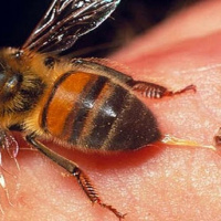 خصوصیات اجزای زهر زنبورعسل