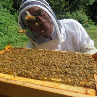تنوع پوشش گیاهی مطلوب در اصفهان به حرفه زنبورداری رونق داد/اصفهان در تولید عسل رتبه سوم را دارد