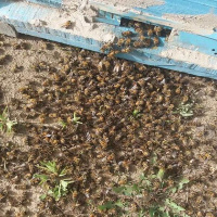 نمونه برداری از تلفات زنبورستان های مهاباد برای دریافت نتیجه نهایی به خارج از کشور ارسال شد