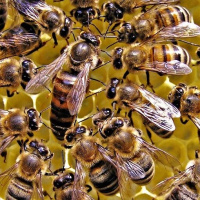 افزایش درآمد و کاهش هزینه های زنبورداران با ساخت کندوچه ملکه زنبور عسل در بوشهر+ویدیو