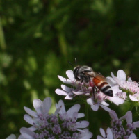 بررسی خواص فیزیکوشیمیایی عسل زنبورعسل کوچک (Apis florea) در مناطق جنوبی کشور