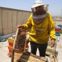 اجرای طرح زنبورداری شهری با هدف توانمندسازی اجتماعی اقتصادی شهروندان محله کیانشهر