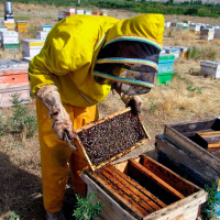 روایتی از مشکلات زنبورداری در لرستان/ تولید عسل طبیعی و برندسازی آن در بازار داخلی و خارجی باید در اولویت باشد
