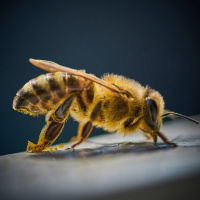 بزرگ‌نمایی از بروز یک ویروس زنبورهای عسل 