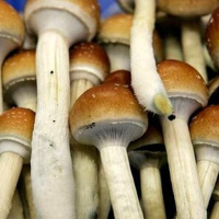 قارچ هایی که ناجی سیاره  زمین و زنبورهای عسل می شوند