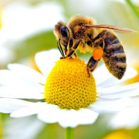 شناسایی میکروبی که با تغذیه لاروها ناجی جان زنبورهای عسل است