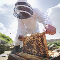 پیش بینی بیمه و تسهیلات بانکی برای زنبورداران خسارت دیده