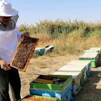 خشکسالی ؛ شیرینی عسل را به کام زنبورداران سربیشه تلخ کرد