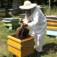 رویداد استارت آپی صنعت زنبورداری و فرآوری عسل در اردبیل برگزار می شود