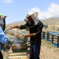 خشکسالی و شرایط نامساعد جوی ؛ تولید عسل در مهریز یزد را تا 40 درصد کاهش داد