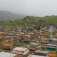 پیش بینی برداشت بیش از 7 هزار و 300 تن عسل بهاره در اردبیل