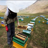 وجود 460 هزار کندوی زنبور عسل در دامنه های سبلان صنعت زنبورداری اردبیل را رونق بخشید
