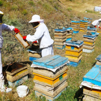 صدور و تمدید پروانه زنبورداری در استان اردبیل سامانه‌ای شد