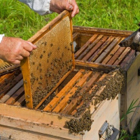 کاهش 40 درصدی تولید عسل در خراسان جنوبی و افزایش هزینه های تولید کام زنبورداران را تلخ کرد