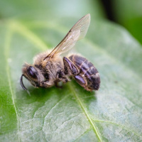 عواقب ناگوار حشره کش ها بر زنبورهای عسل / از آسیب مغزی تا ناتوانی در جهت یابی و گرده افشانی