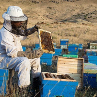 برداشت سالانه 60 تن عسل به ارزش 120 میلیارد ریال در شهرستان بدره
