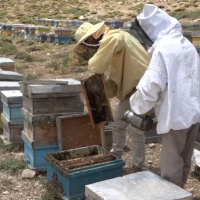 موفقیت زنبوردار مازندرانی در اصلاح نژاد زنبور بومی و تولید 5 برابری عسل کوهی