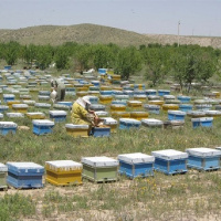خسارت بارش های اخیر به  2000 کلونی زنبور عسل در اصفهان