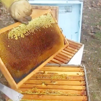 پیش بینی برداشت  115 هزار تن عسل در کشور در سال جاری