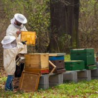 بیمه زنبورداری ؛ مهم ترین مشکل زنبورداران