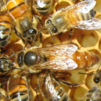 خوانسار ؛ میزبان همایش بین المللی زنبور عسل در 21 مهرماه