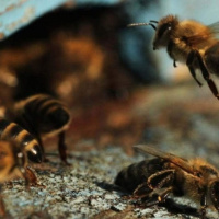 زنبورهای عسل اعداد را می خوانند /  ردیف ذهنی اعداد در مغز زنبورهای عسل
